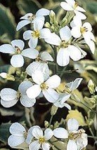 50+ Arabis Caucasica White Rock Cress Flower Seeds Deer Resistant - $9.88