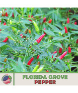 Grow In US 25 Florida Wild Grove Pepper Seeds Organic Super Hot Non Gmo - £9.59 GBP