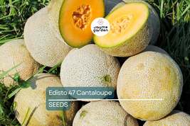 Edisto 47 Cantaloupe Seeds | Heirloom Non-GMO | Sweet Melon | Disease Re... - $4.99+