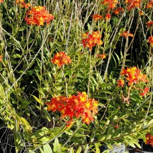 Orange Yellow Epidendrum Orchid 3 Pieces Aerial Roots 5 To 7 Inches Tall... - $13.98