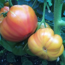 Oaxacan Jewel Tomato Seeds Organic New Fresh Seeds - $4.38