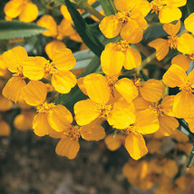  100+ Seeds Mexican Mint Tagetes lucida Marigold Spanish Tarragon Herb seeds USA - £5.54 GBP