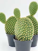 Bunny Ear Prickly Pear Cactus/Angel&#39;s-Wings, Bunny Ears Cactus, Bunny Cactus, Po - £9.52 GBP