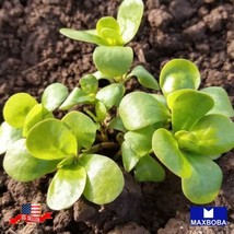 Purslane 800 Seeds - Green Non-Gmo Heirloom Vegetable Garden Usa Shipping - £4.62 GBP