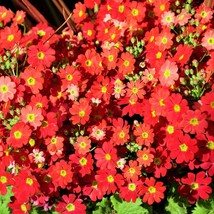 100 Crimson Fairy Primrose Red Primula Malacoides Baby Primrose Shade Houseplant - $14.90