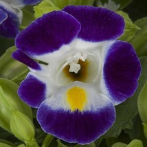 Torenia Seeds Hi Lite Blue &amp; White 25 Pelleted Seeds Garden Fresh USA Sh... - $14.99