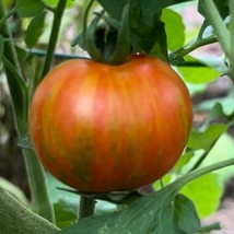 Frees Shipping Tigerella Tomato Seeds USA Seller - £12.52 GBP