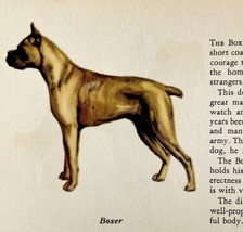 Boxer 1939 Working Dog Breed Art Ole Larsen Color Plate Print Antique PC... - £23.69 GBP