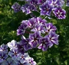 Grow New 30 Fragrant Sugar Stars Phlox Flower Seeds Shade Perennial - £6.84 GBP