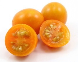 50+ Seeds Sungold Select Ii Tomato Tomatoe Vegetable Garden Edible Canni... - £6.91 GBP