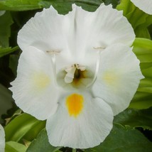 Torenia Seeds Hi Lite White 50 Pelleted Seeds Bright Torenia - £19.39 GBP