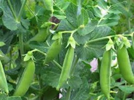 Pea Seed, Sugar Snap Pea, Heirloom, Organic, Non Gmo, 100+ Seeds, Perfect Peas - £3.15 GBP