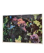 Postcard Tokay Grape Clusters Vineyard Lodi California Chrome Unposted - $6.71