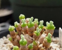 50 Seeds Lithops Monilaria obconica Succulent Living Stone - $7.92