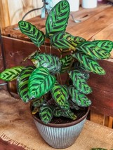 25+ Peacock Calathea Seeds For Garden Planting - USA  - £4.11 GBP