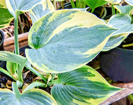 New Fresh Seeds 20 Aristrocrat Hosta Seeds Hosta Aristocrat Hardiness Zo... - £7.95 GBP