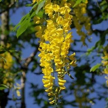 New Fresh Seeds 5 Golden Chain Tree Seeds - £8.66 GBP