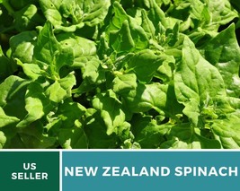 30 Seed Spinach New Zealand Seed Tetragonia tetragonioides Vegetable Leafy Green - £15.76 GBP