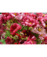RD 200+ Velouette Cosmos Seeds for Garden Planting  - €4,38 EUR