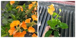 2 Plugs Per Order-Orange Crossandra Live Plants 7 to 10 inches tall~ - $29.99