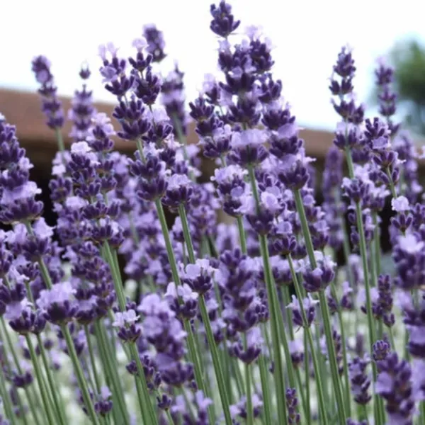 1000+ Vera Lavender Herb Seeds Vera English Relaxation And Relieve Stres... - £4.70 GBP