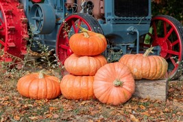 HT 10 Wagon Wheel Pumpkin Seeds Organic Seeds Garden Seeds - $221.72 MXN