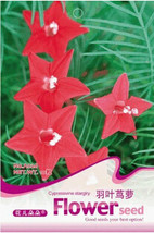 1 Original Pack, 10 seeds / pack, Red Cypress Vine Humming Bird Vine Per... - £5.51 GBP