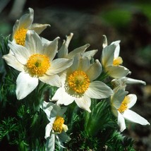 Pasque Flower Seeds Anemone Pulsatilla Packet Of 20 Seeds USA SELLER Fast Shippi - £13.48 GBP