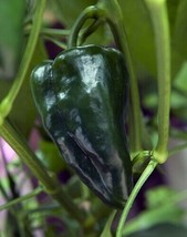 Ancho 101 Pepper 20 Seeds Hot Pepper Garden Fresh USA Shipping - $31.96