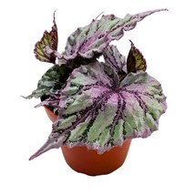 Begonia Rex Merengue in a 4 inch Pot Pink Silver - $18.49