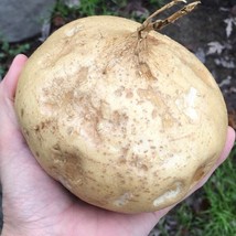 True Jicama Seeds Pachyrhizus Erosus Fresh Garden - £8.48 GBP