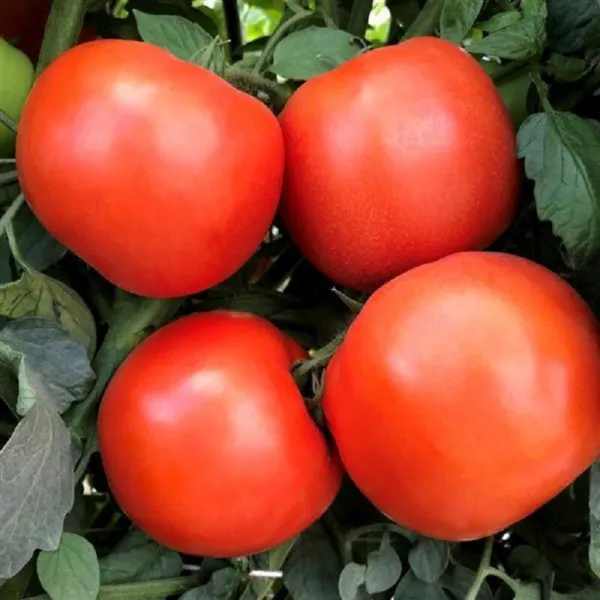 Tomato Rambler Hybrid 25 Tomato Seeds F1 Determinate - £14.78 GBP