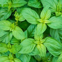 300+ Sweet Basil Seeds Heirloom Non-GMO Free Shipping Herb Seeds #4 - $2.19