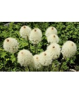 KKG Boobie Grass Seeds For Planting 50 Seeds Exotic Flowering Grass Seed... - $18.37