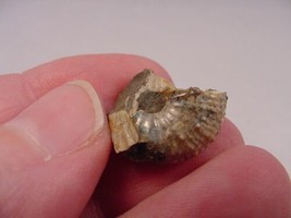(F-422-i) 5/8&quot; Ammonite fossil ammonites extinct marine molluscs shell s... - £6.84 GBP
