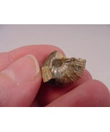 (F-422-i) 5/8&quot; Ammonite fossil ammonites extinct marine molluscs shell s... - £6.71 GBP