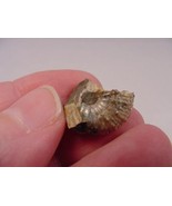 (F-422-i) 5/8&quot; Ammonite fossil ammonites extinct marine molluscs shell s... - $8.59