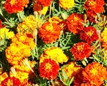 Sparky French Marigold Flower Mix 200 Seeds Fast Shipping - $8.99