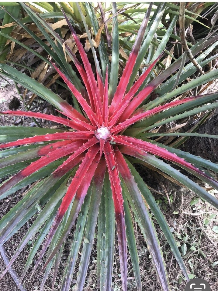 Pup Sale Exotic Bromeliad pup Red &amp; White Center Flower, full-sun lover! - $135.79
