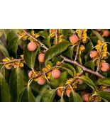 3 Native American Persimmon Tree Seedlings (12&quot;–24&quot;) – Diospyros virginiana - £40.62 GBP