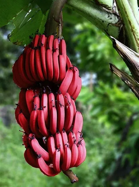 Red Banana Seeds 100+ - £7.97 GBP