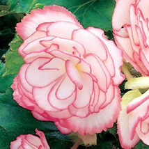 Simple Pack 15 ,, seed  Begonia tuberous on top pink halo f1 - £5.54 GBP