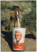 Postcard Animal Squirrel Drinking KFC Kentucky Fried Chicken Cup 4.75&quot; x 6.75&quot; - £15.49 GBP