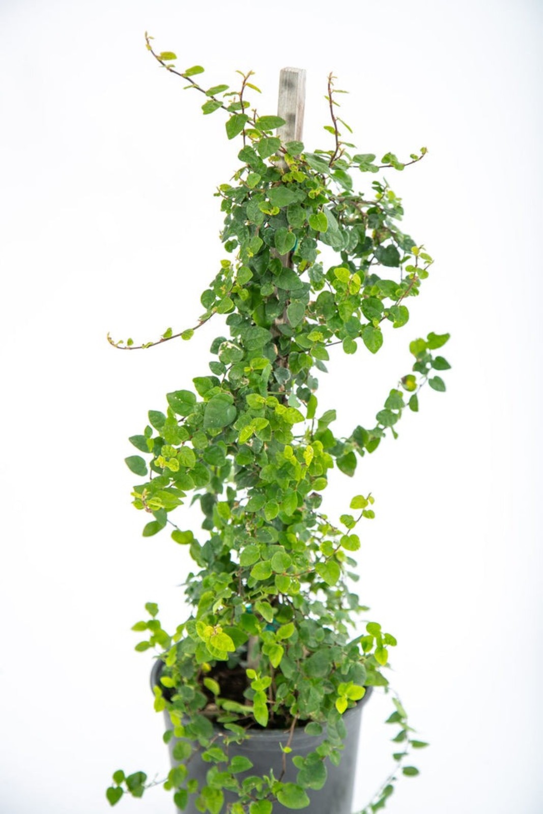 Ficus pumila (repens) Creeping Fig 1 gallon size, bare root, sent in box. Home & Garden