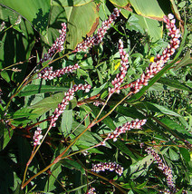 VP Bareroot | Polygonum Hydropiperoides | Swamp Smartweed | Live Plant - £6.15 GBP