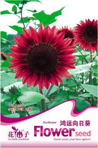 100% True Bonanza Red Sunflower Seeds Original 15 Seeds Light Fragrant F... - $5.99