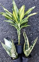 3 different plants great gift set Sanseveria Mother-in-law Tongue Snake Plant - £62.92 GBP