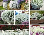 500 Alyssum Carpet Of Snow Nice Garden Flower Will Germinate! 6 - £2.97 GBP
