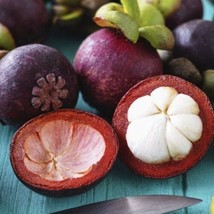 FROM US Exotic Tropical FruitTree Seedlings Garcinia Mangostana (Mangosteen)TP15 - £67.43 GBP