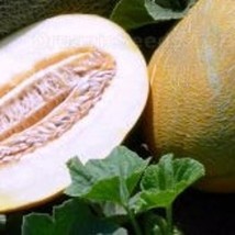 10 Lada Melon Seeds Usa Fast Shipping - £8.33 GBP